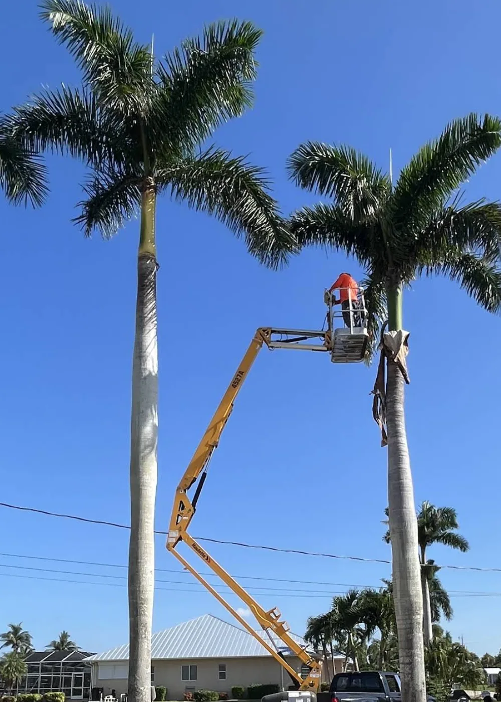 Example of palm pruning — aerial lift between two royal palms in Melbourne, FL