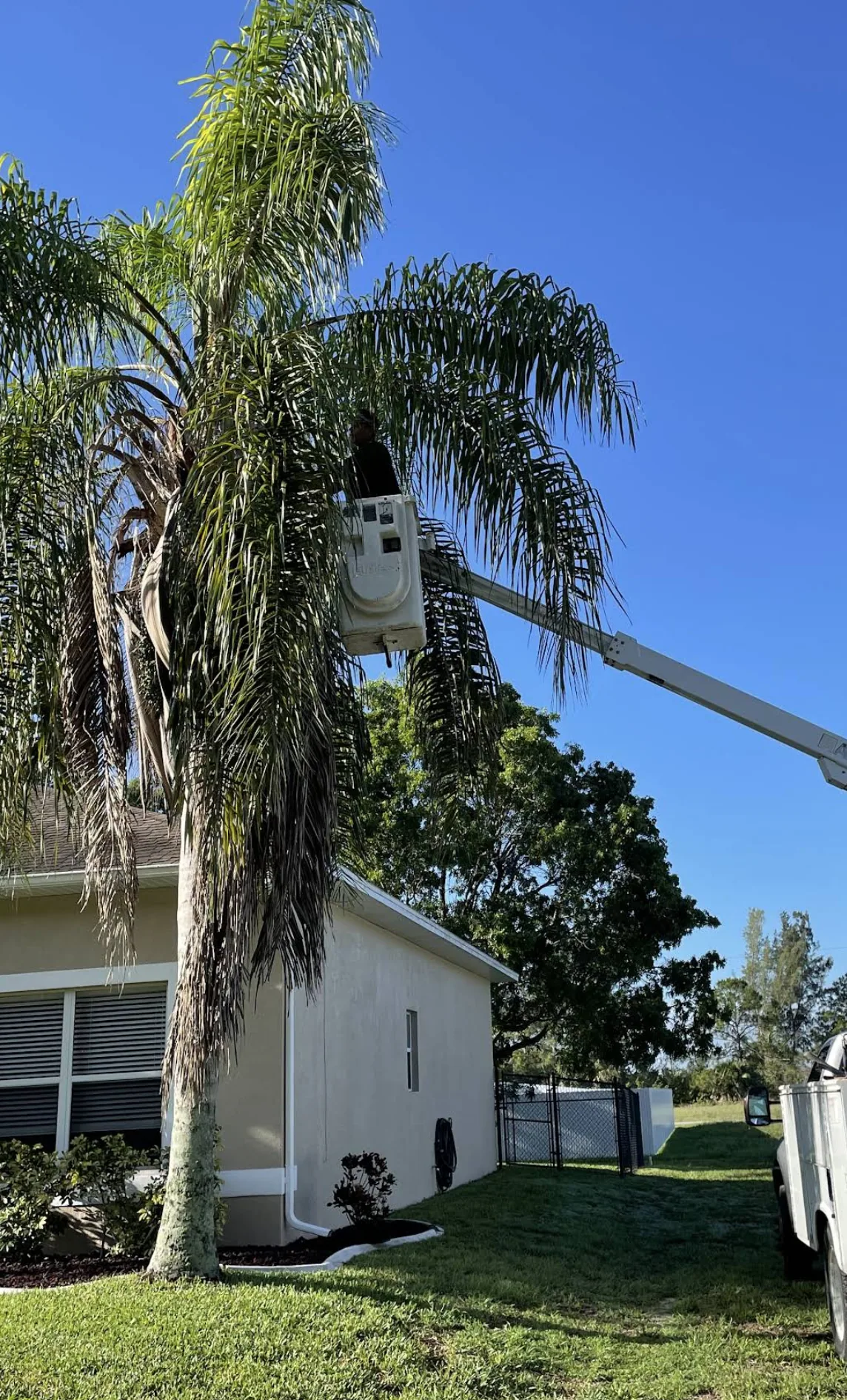 Example of palm trimming — queen palm pruned from an aerial lift in Palm Bay, FL