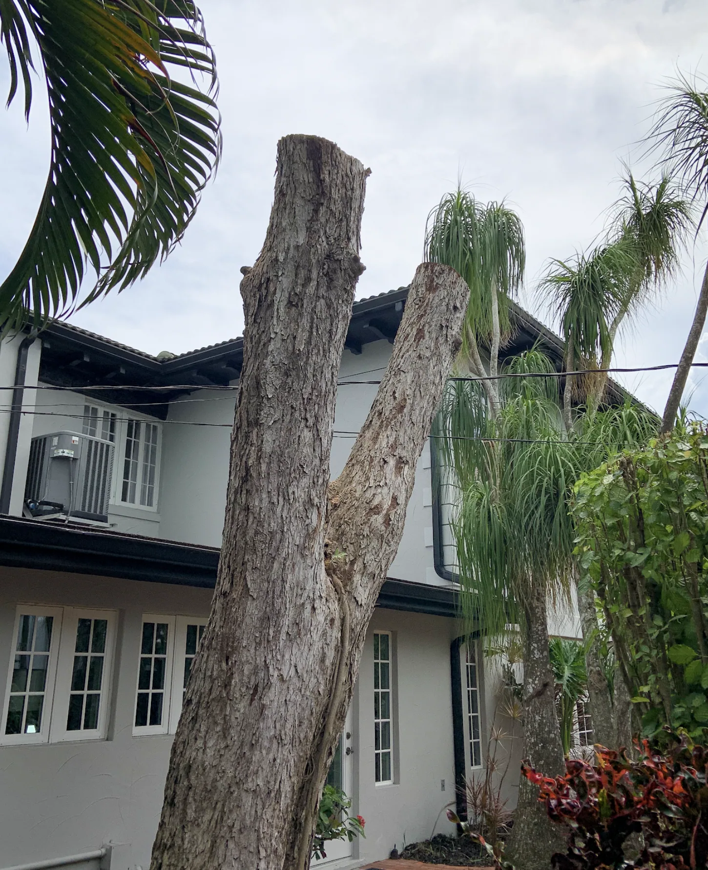 Example of tree removal — cut pine trunk sections stacked beside a Palm Bay, FL home